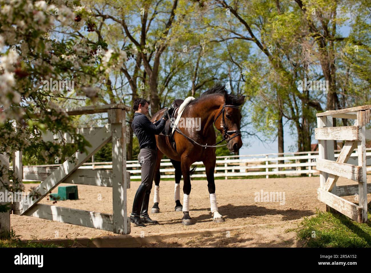 An equestrian adjusts his stallion's saddle at Thomas Farm, Medina, Minnesota. Stock Photo