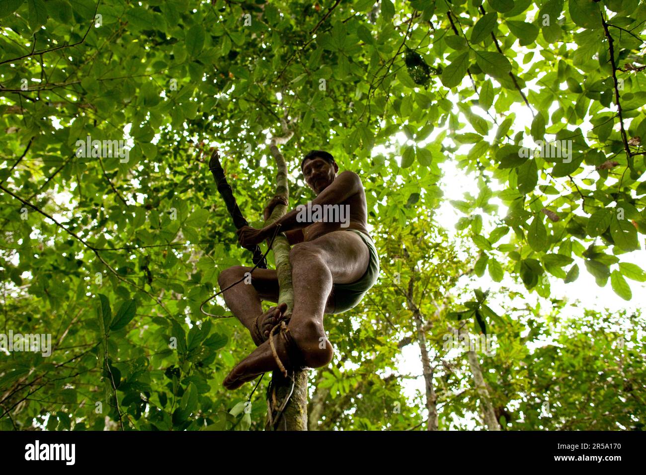 An Oro Win man descends a vine out of the canopy after retrieving genipa fruits, Amazon Basin, Brazil. Stock Photo