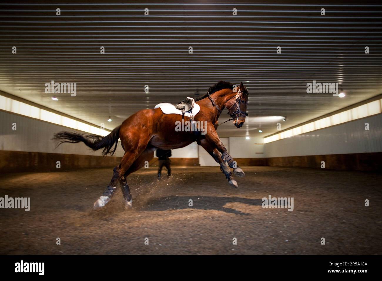 A young horse kicks out explosively while on the lunge line, Thomas Farm, Medina, Minnesota. Stock Photo