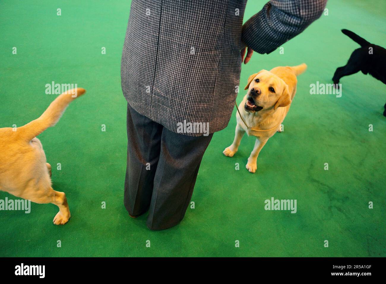 Dogs being judged at the arena at the Crufts dog show, National Exhibition Centre, Birmingham, West Midlands, England, UK,  on March 7, 2009. Stock Photo