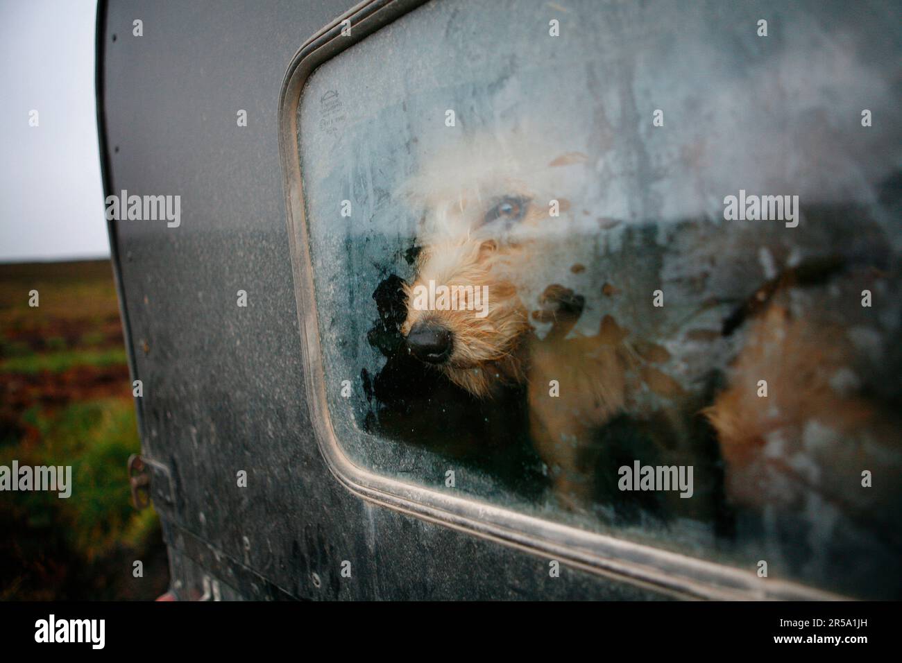 A dog is looking out of a van's back window, excitingly awaiting to get out of his beat-keepers van, to be part in a grouse count prior to the start of the grouse season, at Reeth Stock Photo