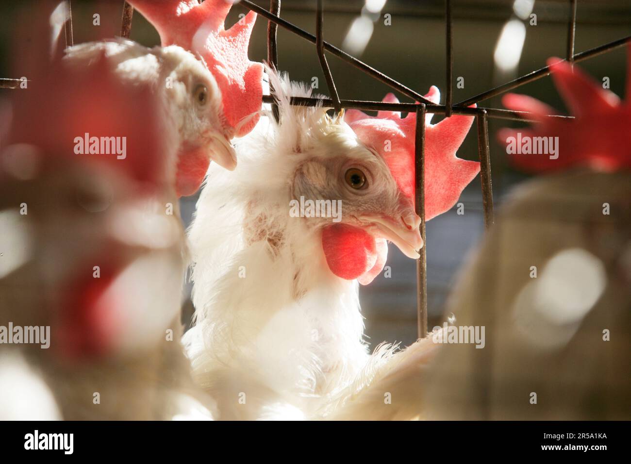 Chickens sit inside cages at a chicken egg farm near San Diego