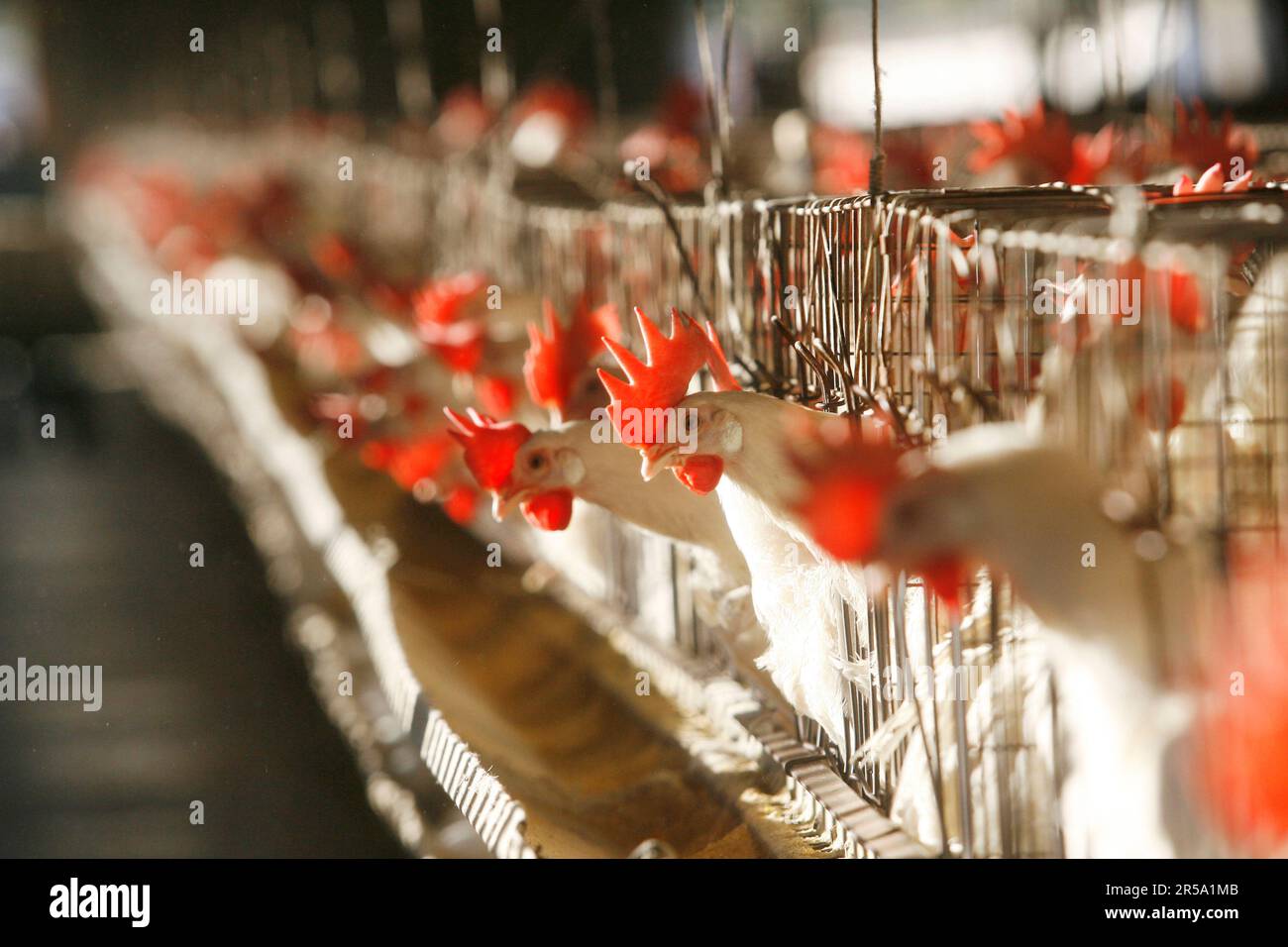 Chickens sit inside cages at a chicken egg farm near San Diego, California. Stock Photo