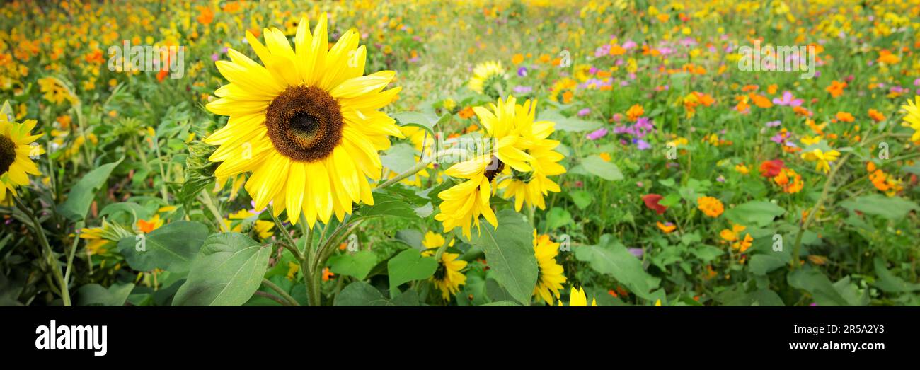 Field of sunflowers and wild flowers, panoramic summer web banner Stock Photo