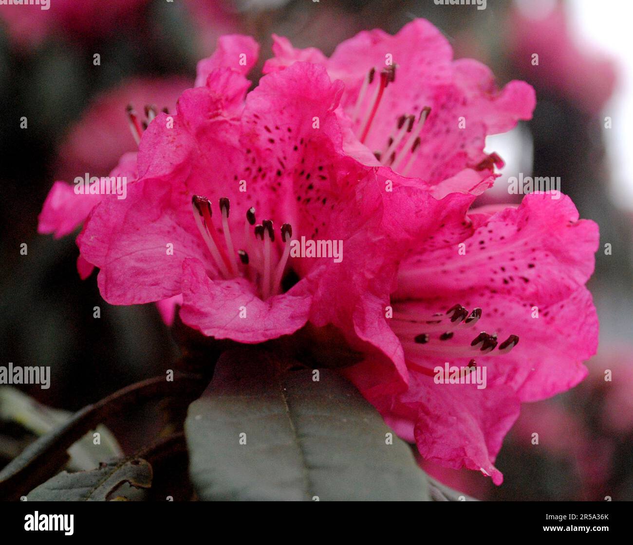 Rhododendron Fully Blooms During Spring Stock Photo