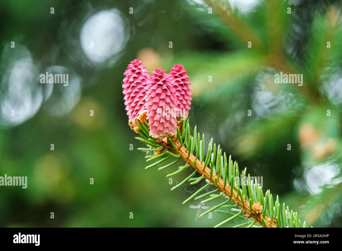 Young red pine tree hi-res stock photography and images - Alamy