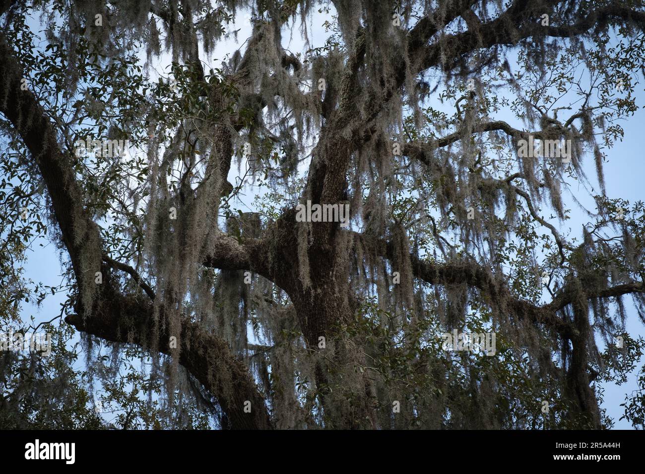 Mosscovered oak tree in Savannah, Georia Stock Photo Alamy