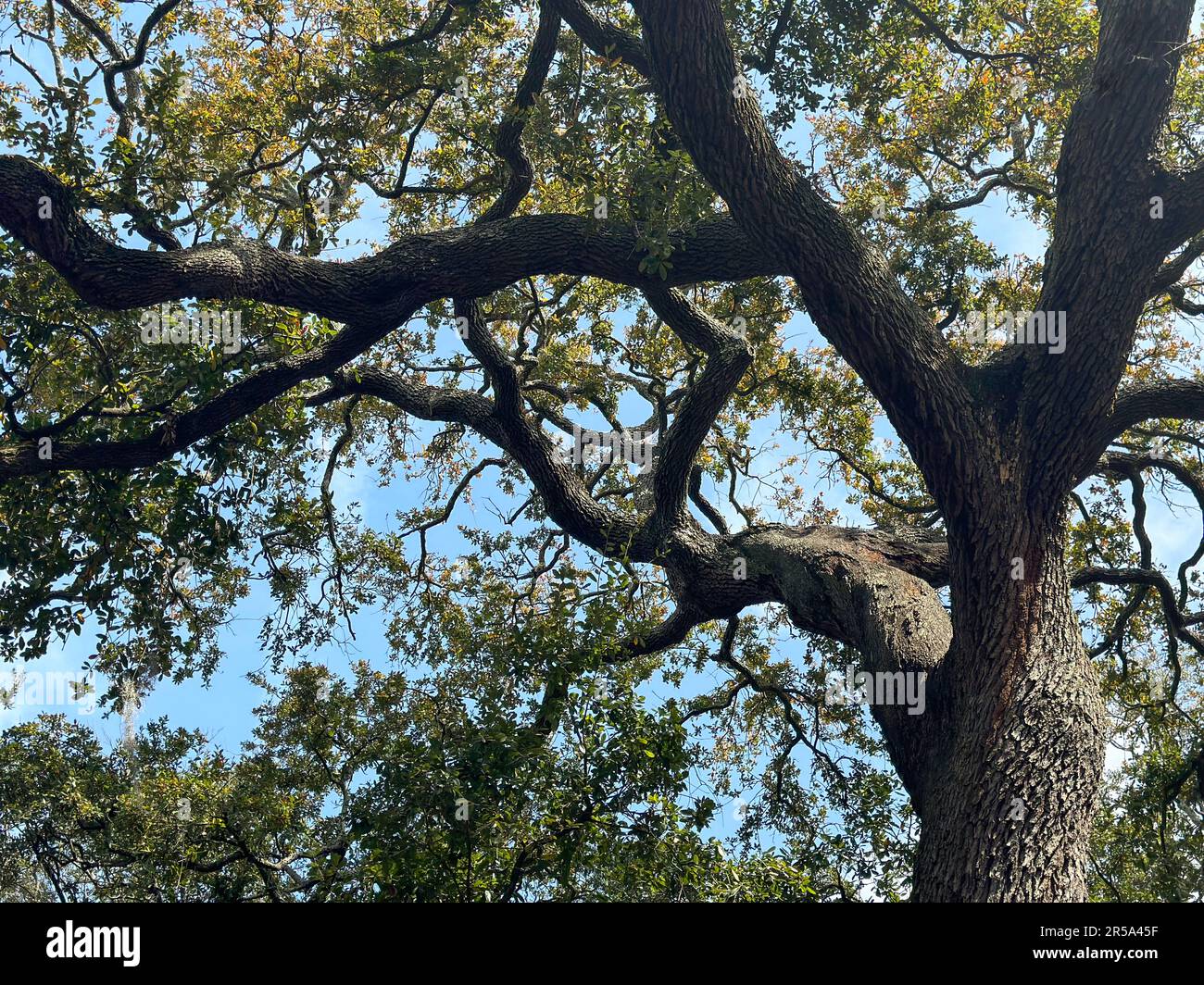 Mosscovered oak tree in Savannah, Georia Stock Photo Alamy