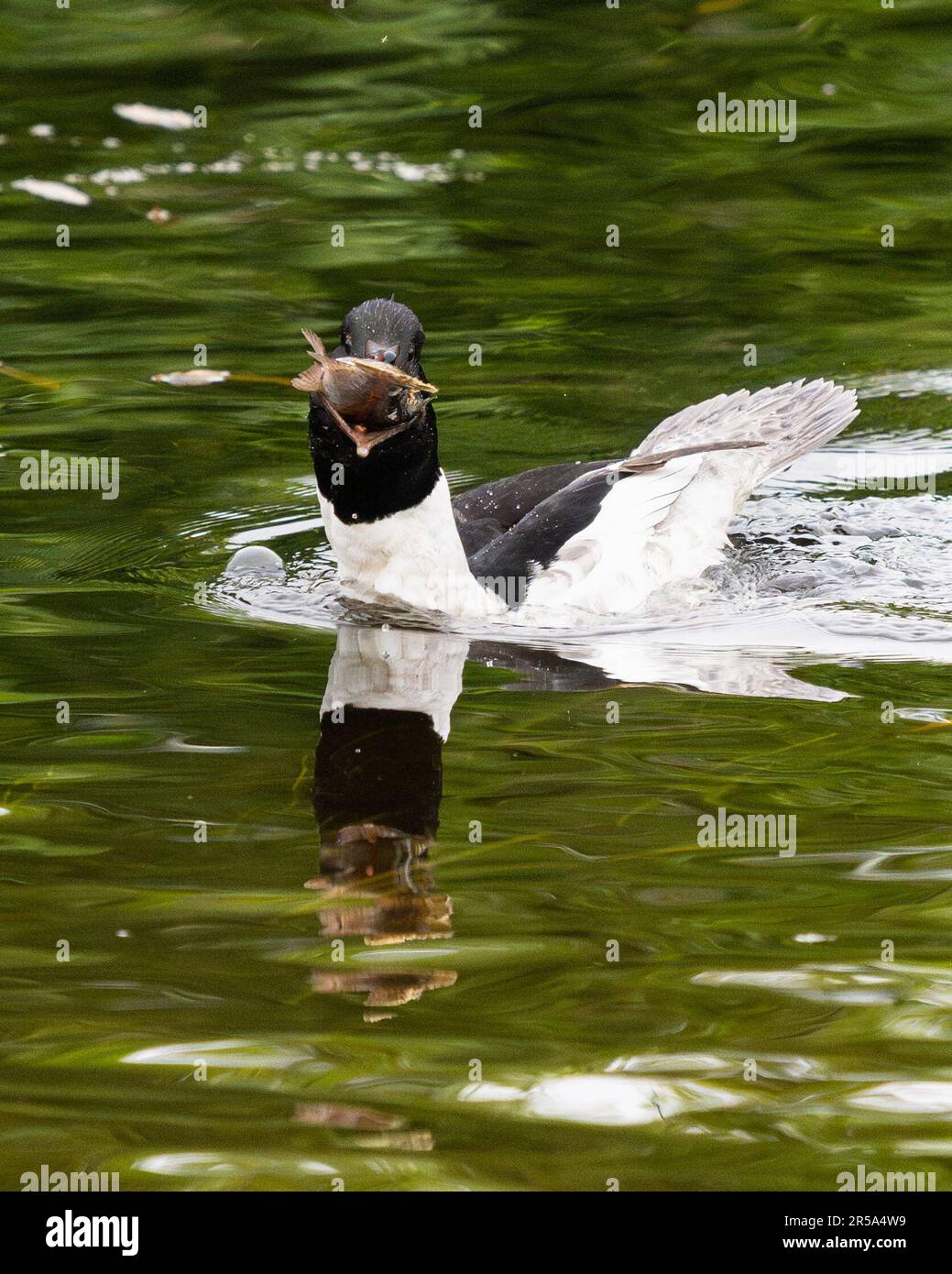 callander-trossachs-scotland-uk-2nd-june-2023-uk-weather-a-male