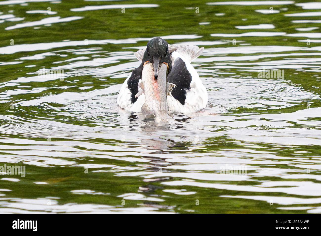 callander-trossachs-scotland-uk-2nd-june-2023-uk-weather-a-male