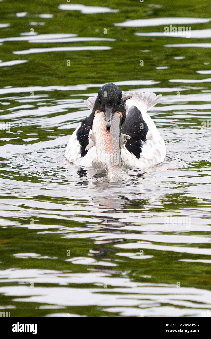 callander-trossachs-scotland-uk-2nd-june-2023-uk-weather-a-male
