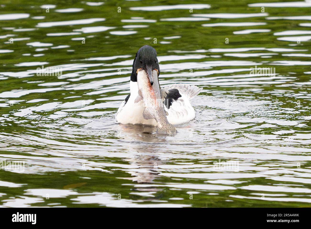 callander-trossachs-scotland-uk-2nd-june-2023-uk-weather-a-male