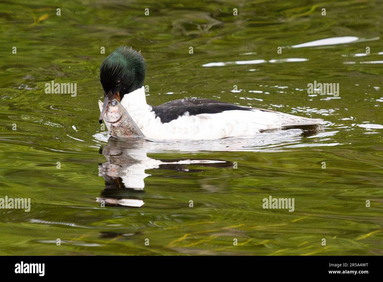 callander-trossachs-scotland-uk-2nd-june-2023-uk-weather-a-male