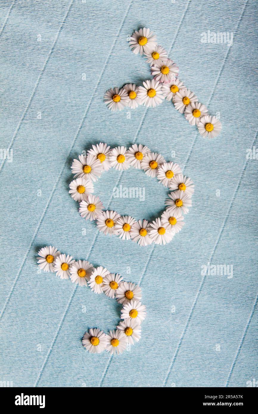 common daisy, lawn daisy, English daisy (Bellis perennis), the word joy, layed with English daisy Stock Photo