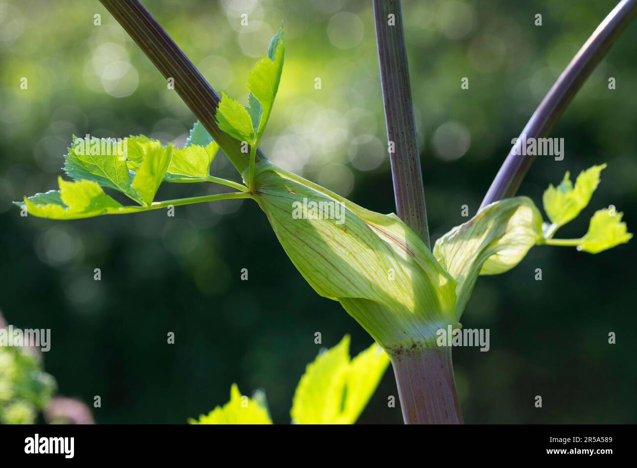 Garden angelica (Angelica archangelica), leaf with sheath, Germany Stock Photo