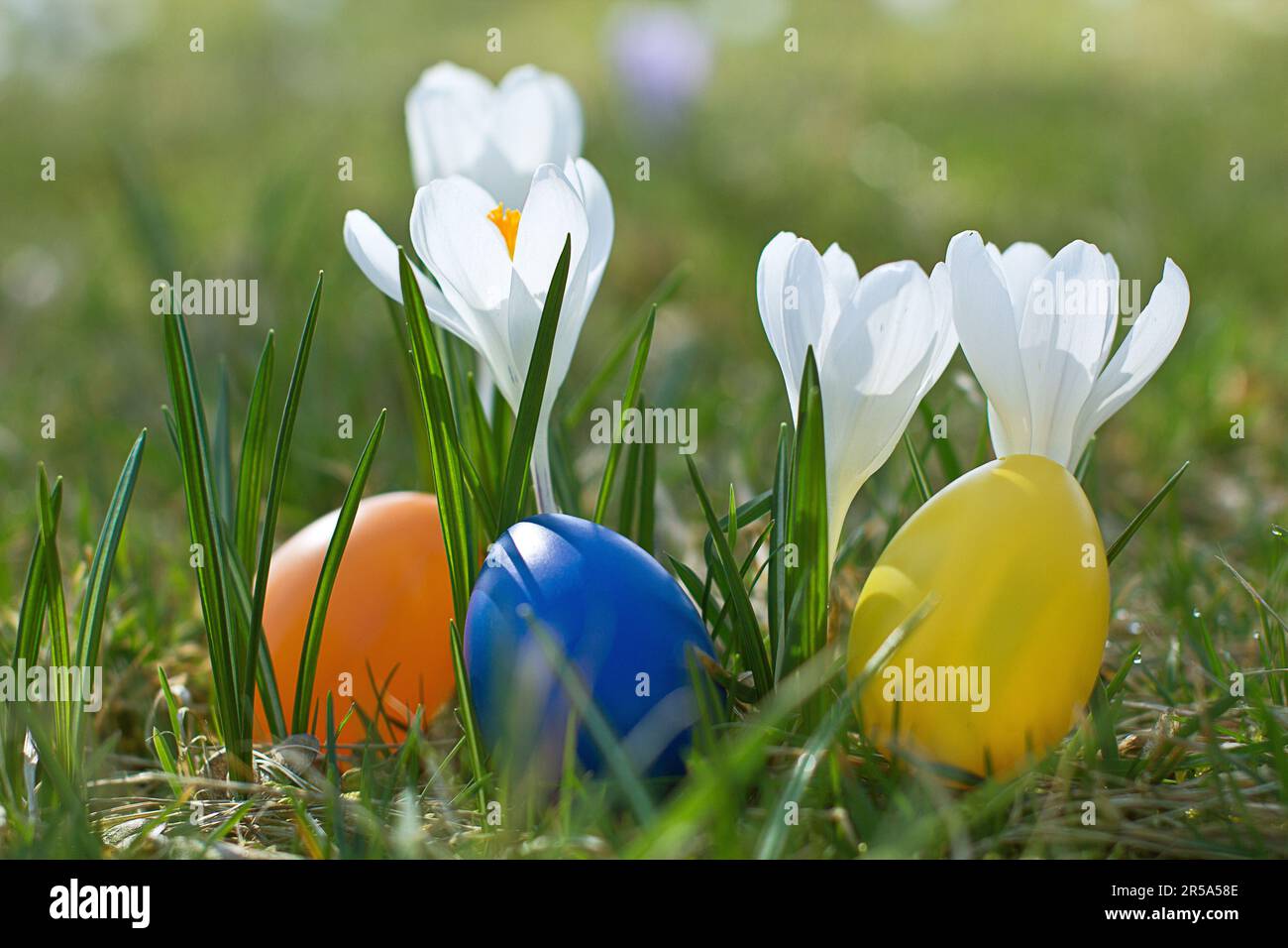 Dutch crocus, spring crocus (Crocus vernus, Crocus neapolitanus), Easter eggs beside violet crocus Stock Photo