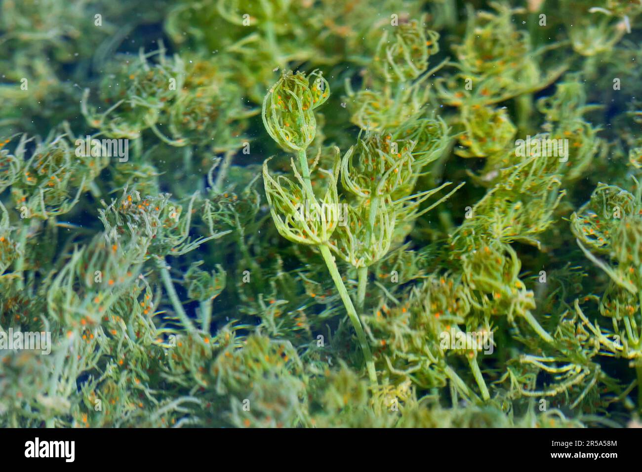 stonewort (Characeae), population of stonewort in a pond, Germany Stock Photo