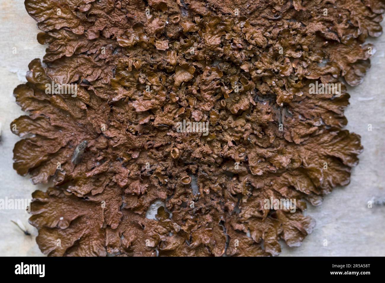 Spotted camouflage lichen (Melanohalea spec.), on bark of birch, Sweden Stock Photo
