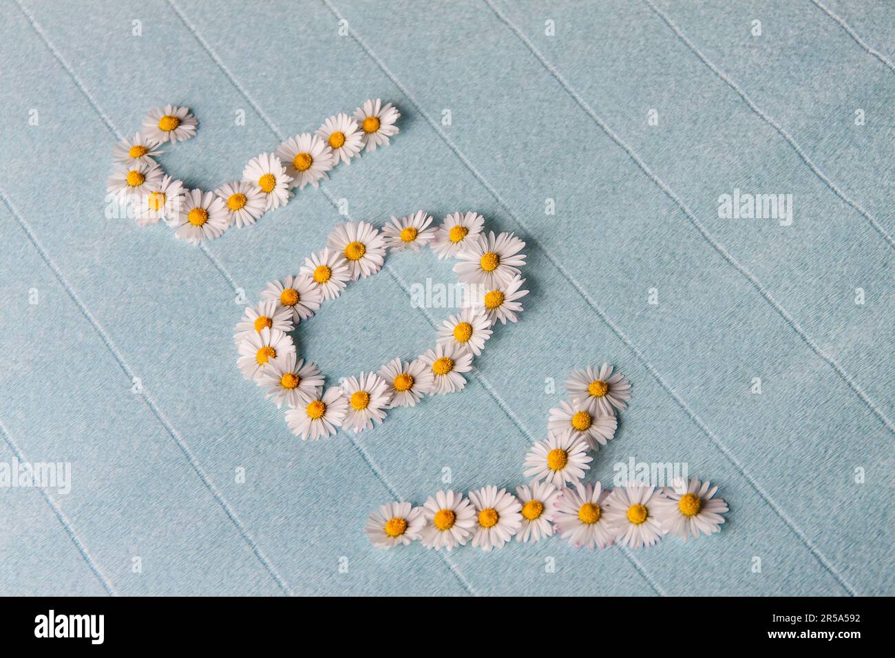 common daisy, lawn daisy, English daisy (Bellis perennis), the word joy, layed with English daisy Stock Photo