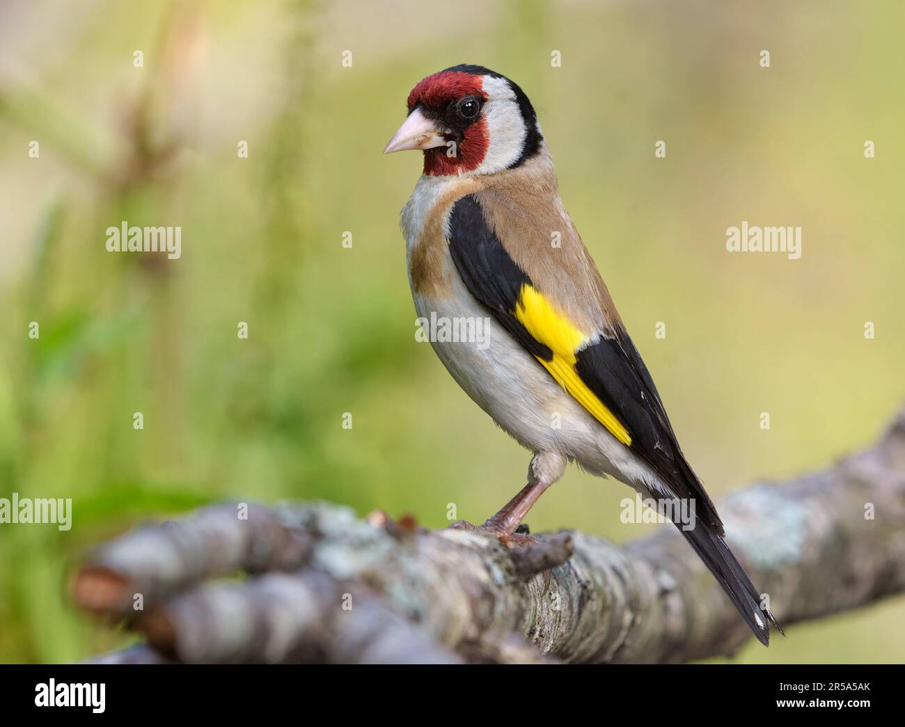 European goldfinch (Carduelis carduelis) perched on lichen covered branch in full plumage beauty Stock Photo