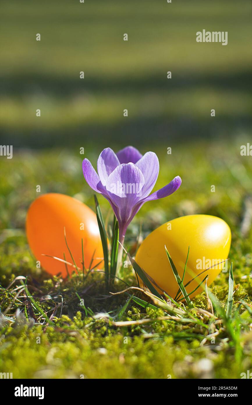 Dutch crocus, spring crocus (Crocus vernus, Crocus neapolitanus), Easter eggs beside violet crocus Stock Photo