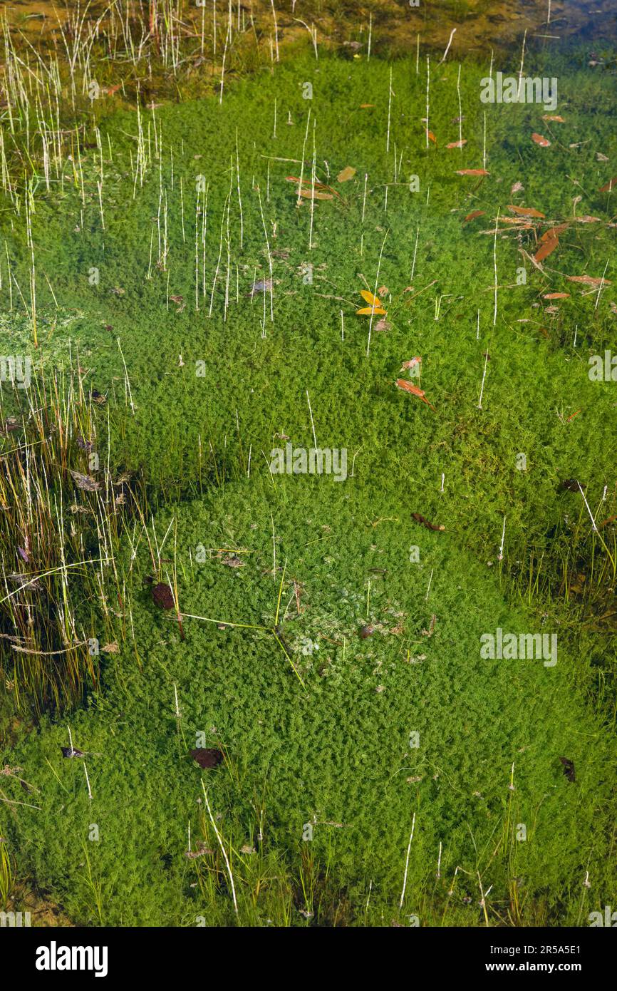 stonewort (Characeae), population of stonewort in a pond, Germany Stock Photo