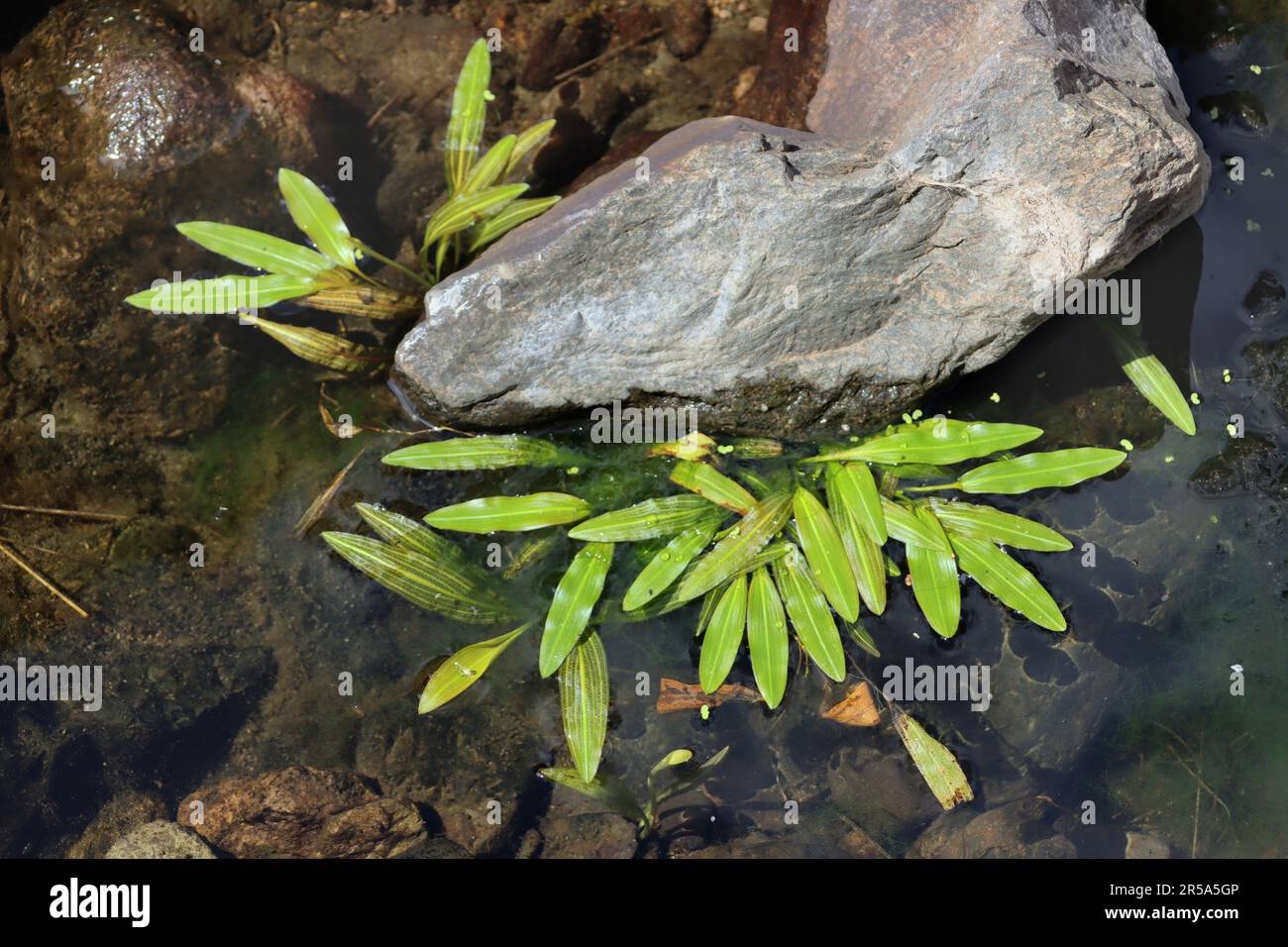 Longleaf pondweed, Loddon pondweed (Potamogeton nodosus), leaves, Canary Islands, Gran Canaria, Barranco del Torro Stock Photo