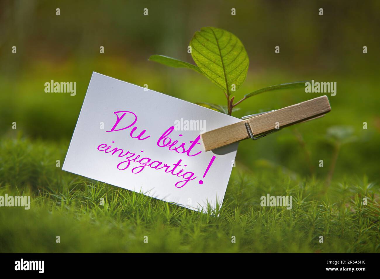 seedling on a meadow with piece of paper lettering Du bist einzigartig, You are unique Stock Photo