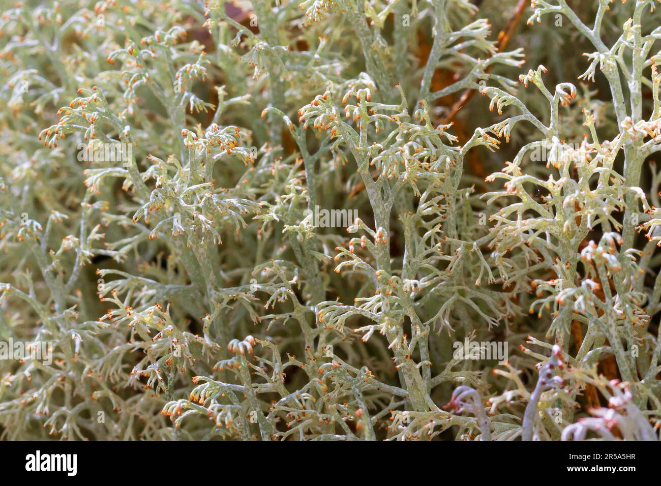 Reindeer lichen, Reindeer Moss (Cladonia rangiferina), twigs, Sweden Stock Photo