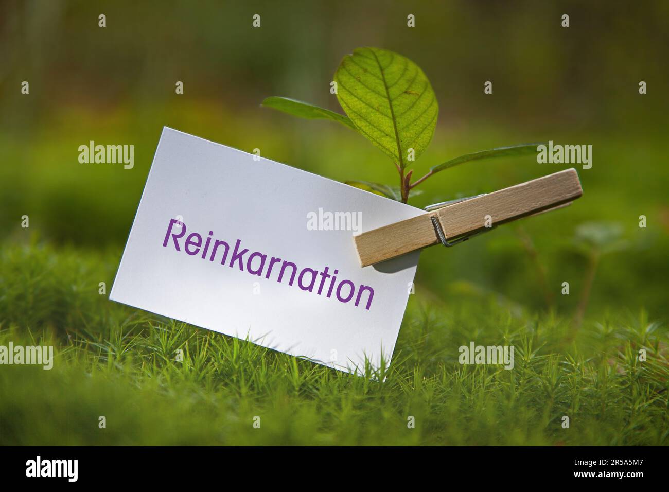 seedling on a meadow with piece of paper lettering Reinkarnation, Reincarnation Stock Photo