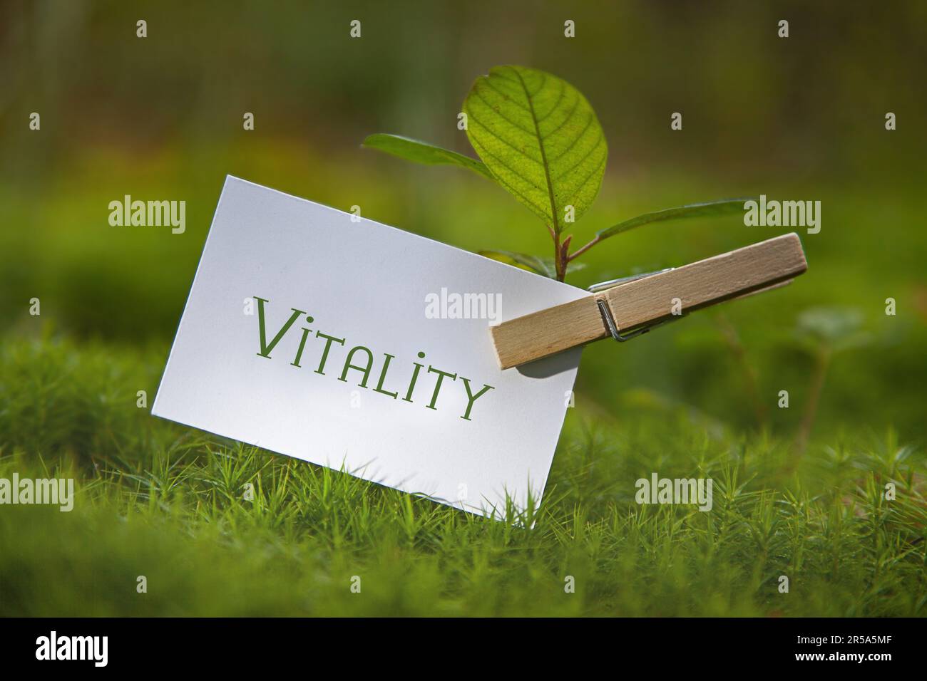 seedling on a meadow with piece of paper lettering Vitality Stock Photo