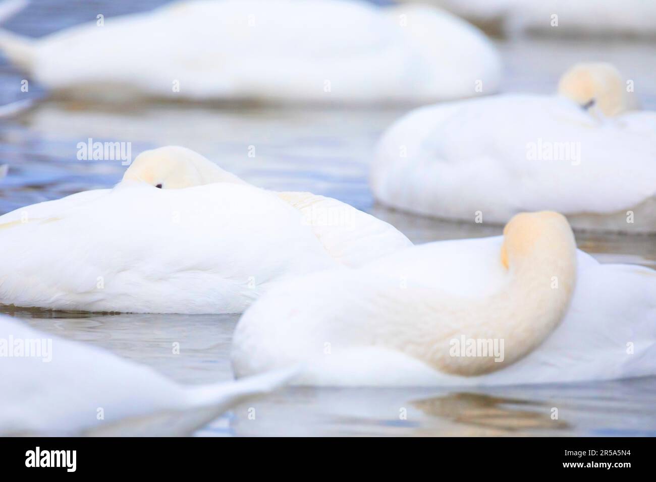 mute swan (Cygnus olor), sleeping swans on the water, Germany, Bavaria Stock Photo