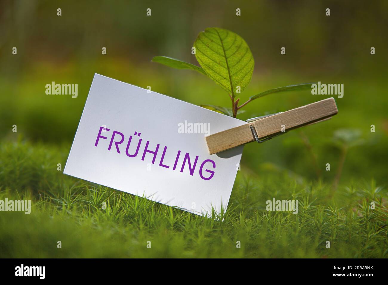 seedling on a meadow with piece of paper lettering Fruehling, spring Stock Photo