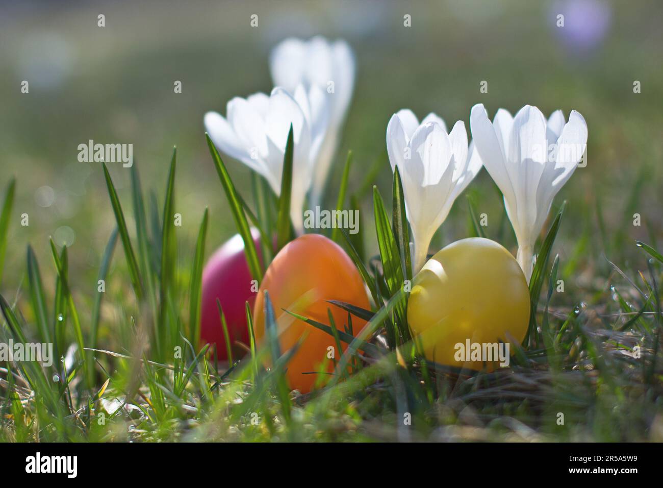 Dutch crocus, spring crocus (Crocus vernus, Crocus neapolitanus), Easter eggs beside violet crocus Stock Photo