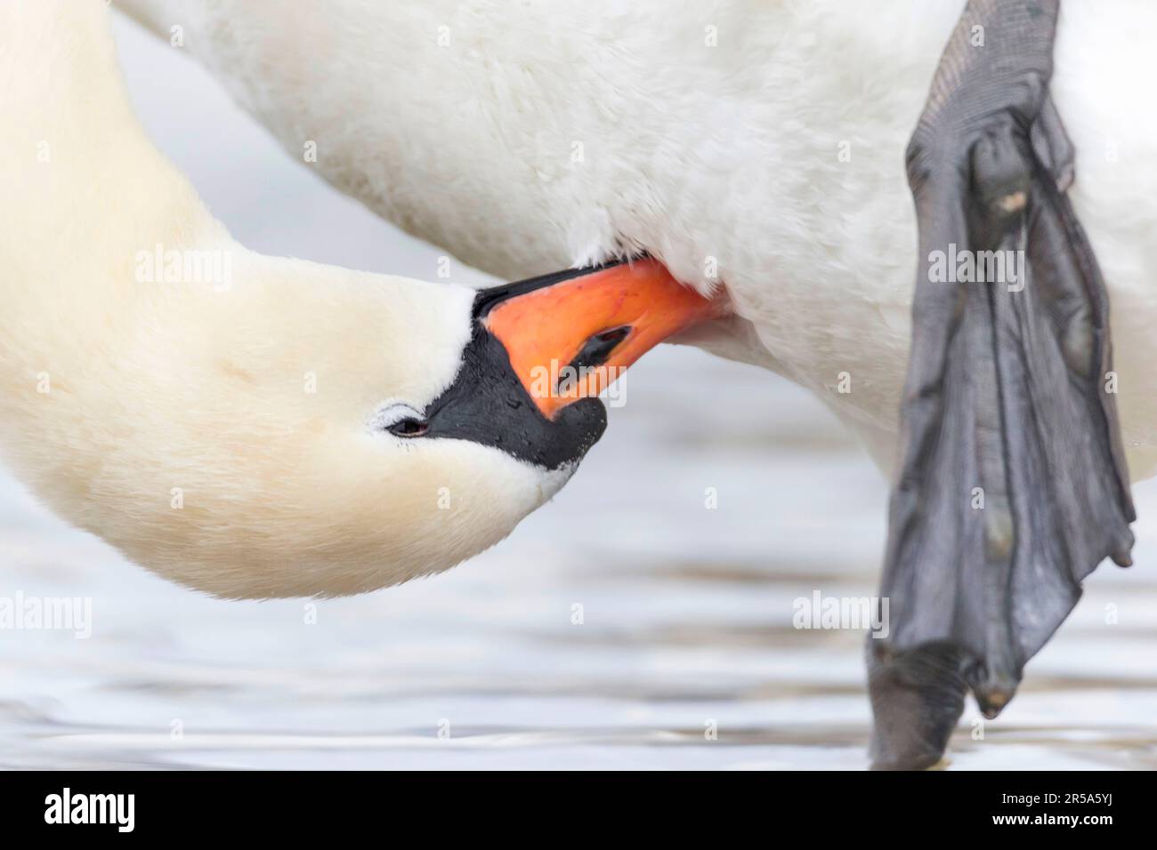 mute swan (Cygnus olor), grooming its plumage, side view, Germany, Bavaria Stock Photo