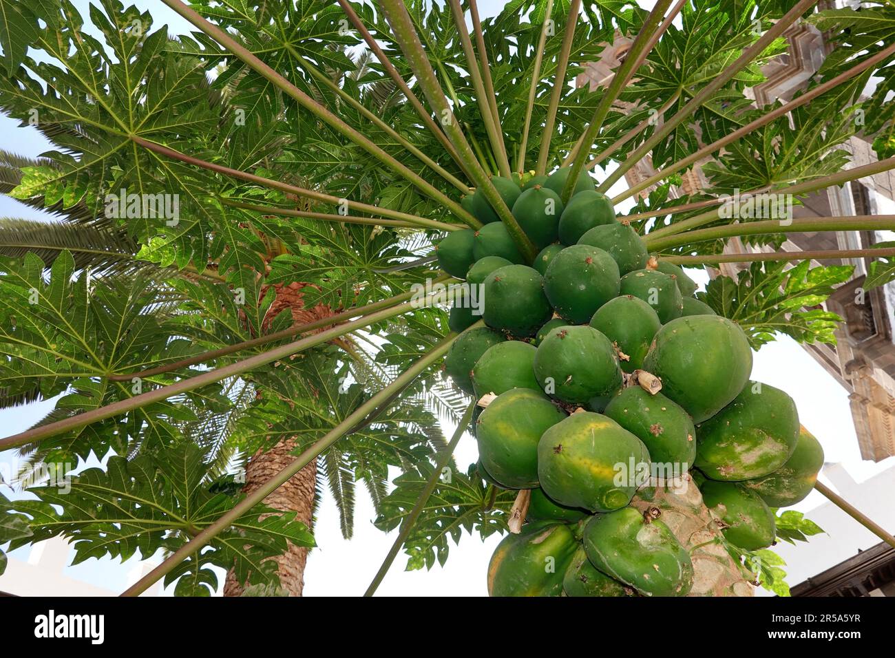 papaya, papaw, paw paw, mamao, tree melon (Carica papaya), papayas on a tree, Canary Islands, Gran Canaria, Las Palmas Stock Photo