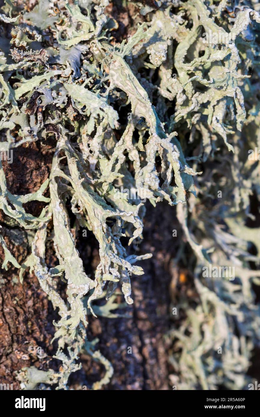 oakmoss (Evernia prunastri), at a birch trunk, Sweden Stock Photo