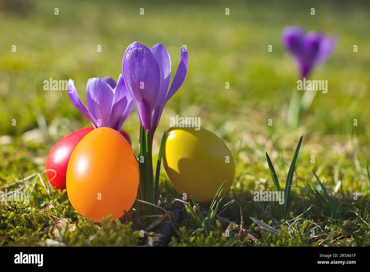 Dutch crocus, spring crocus (Crocus vernus, Crocus neapolitanus), Easter eggs beside violet crocus Stock Photo