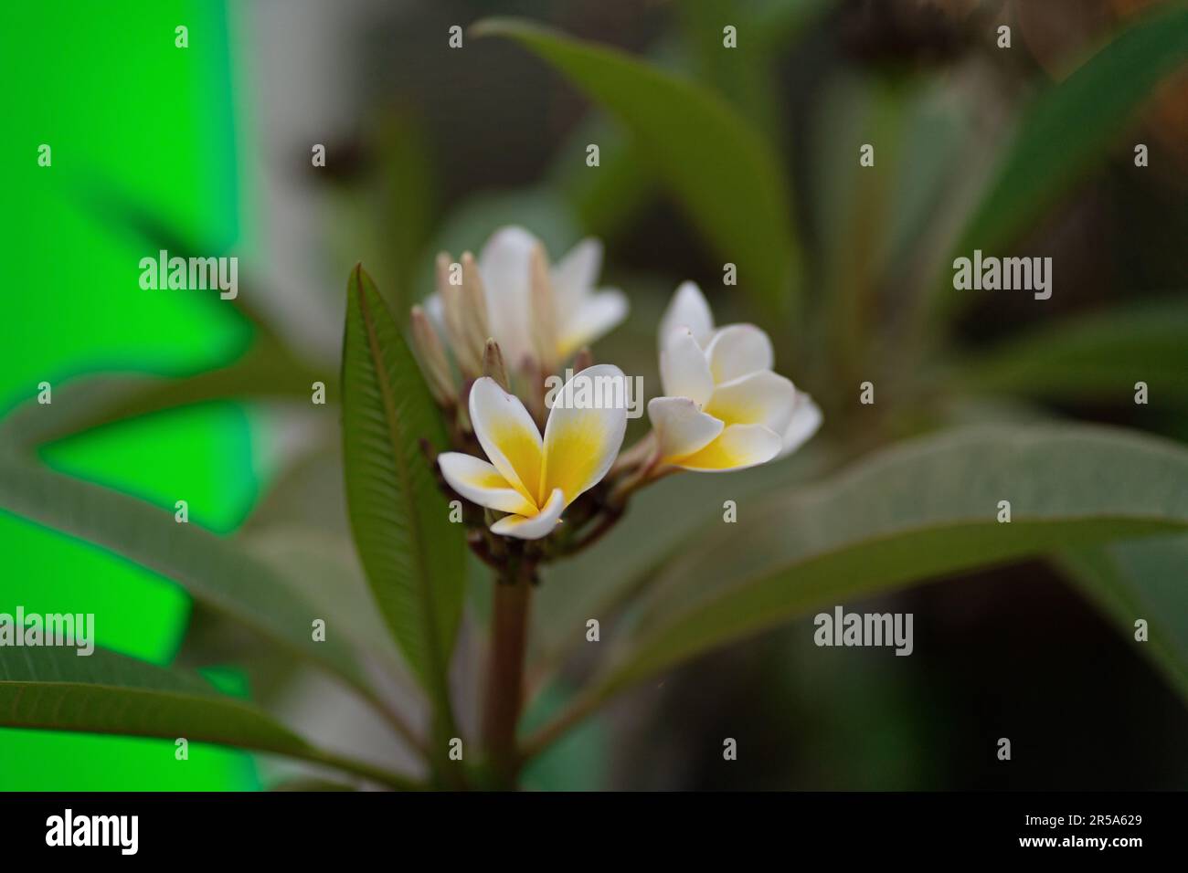 Plumeria is symbol of Massage and spa flowers or Buddha flower. White and yellow flowers on a tree Stock Photo