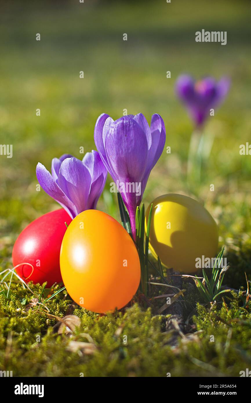 Dutch crocus, spring crocus (Crocus vernus, Crocus neapolitanus), Easter eggs beside violet crocus Stock Photo