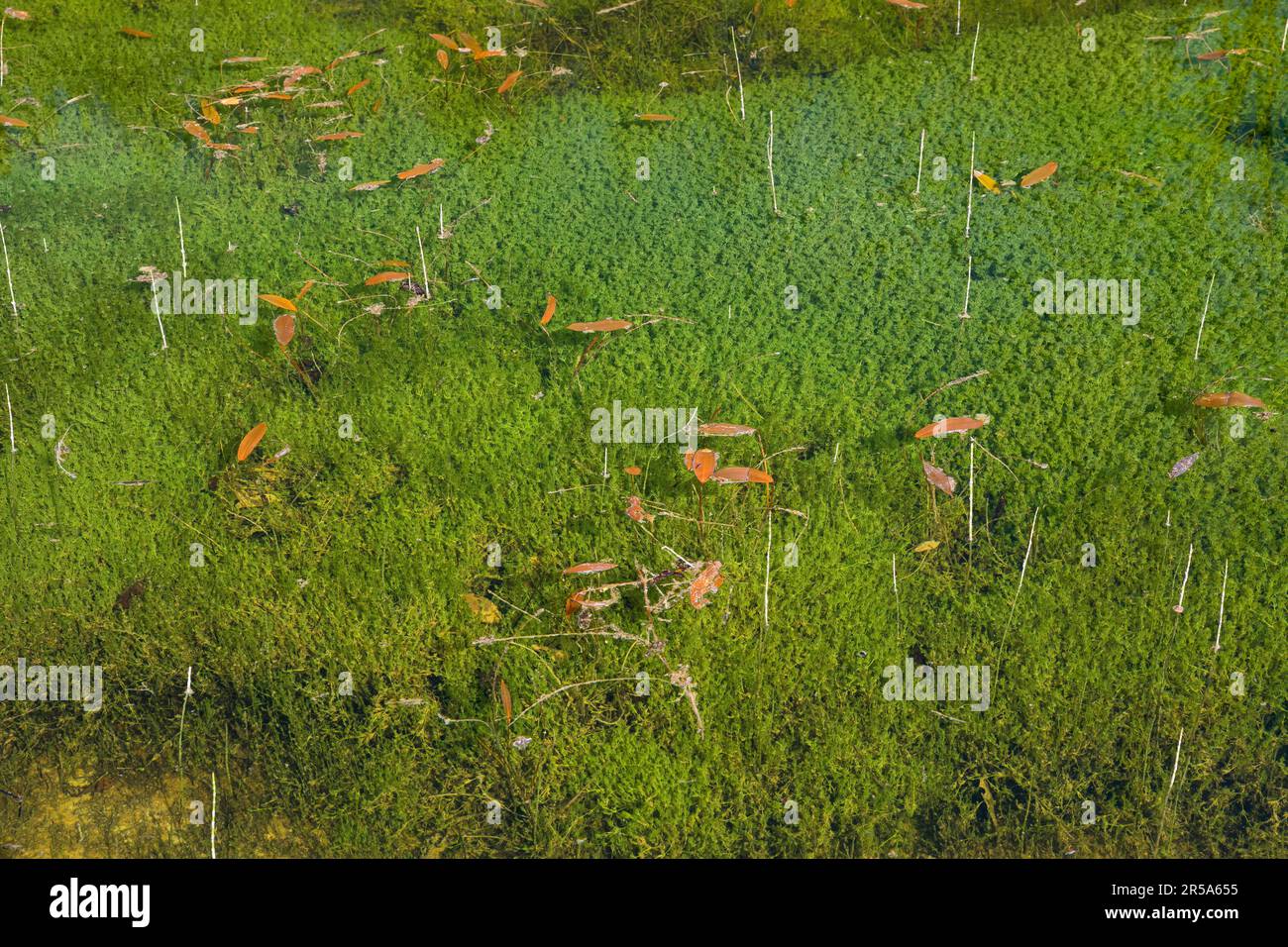 stonewort (Characeae), population of stonewort in a pond, Germany Stock Photo