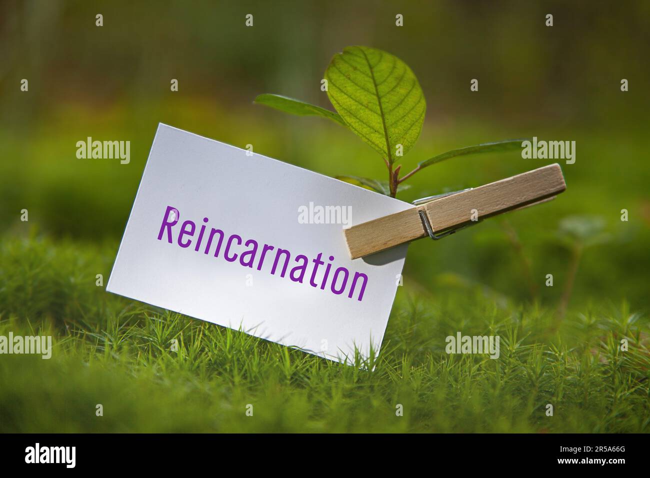 Reincarnation Paper seedling on a meadow with piece of paper lettering Reincarnation ...