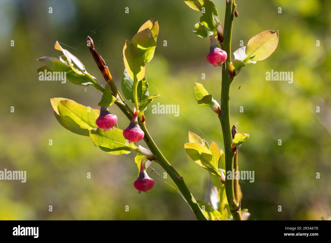dwarf bilberry, blueberry, huckleberry, low billberry (Vaccinium myrtillus), blooming, Sweden Stock Photo