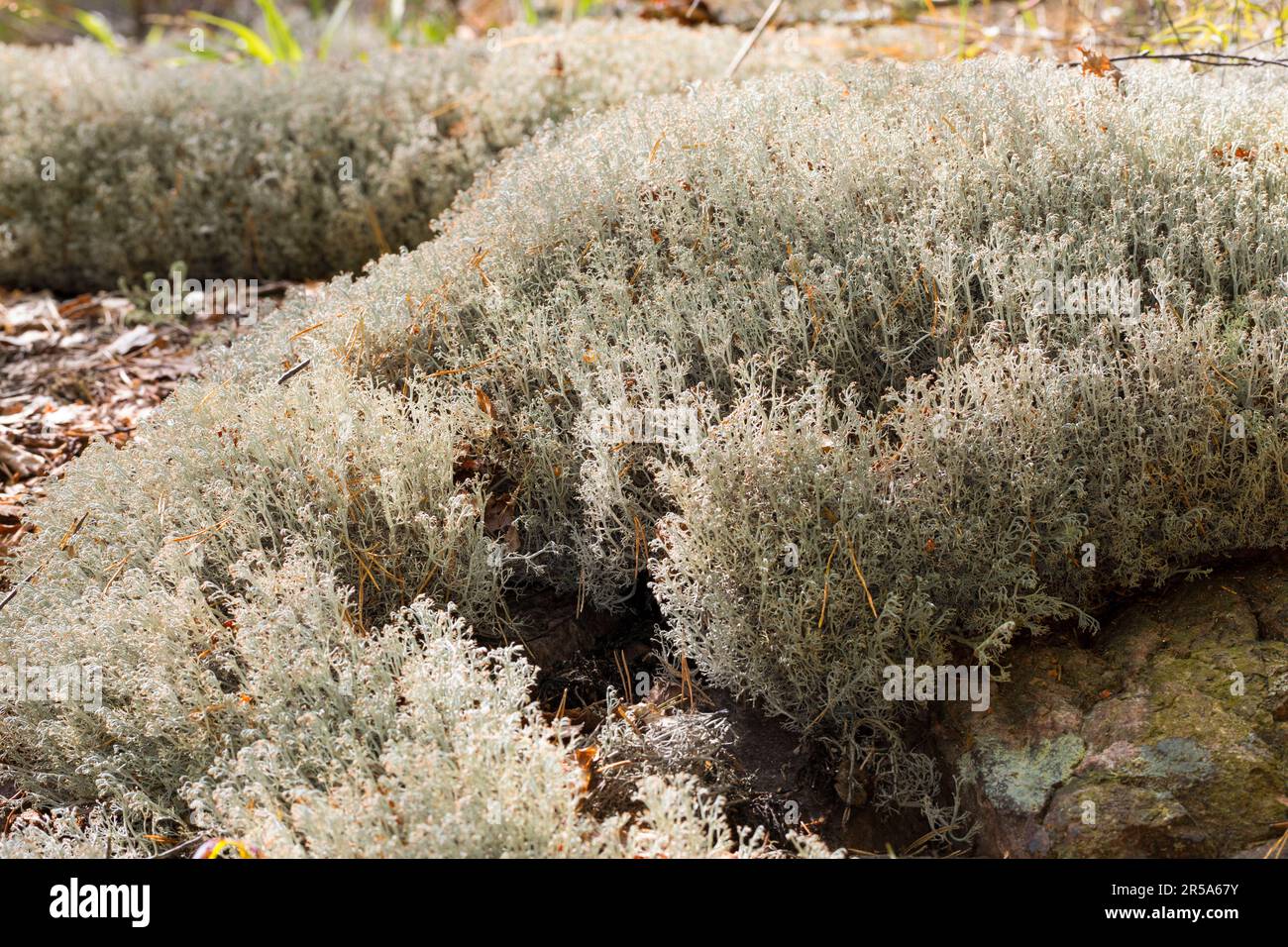 Reindeer lichen, Reindeer Moss (Cladonia rangiferina), habit, Sweden Stock Photo