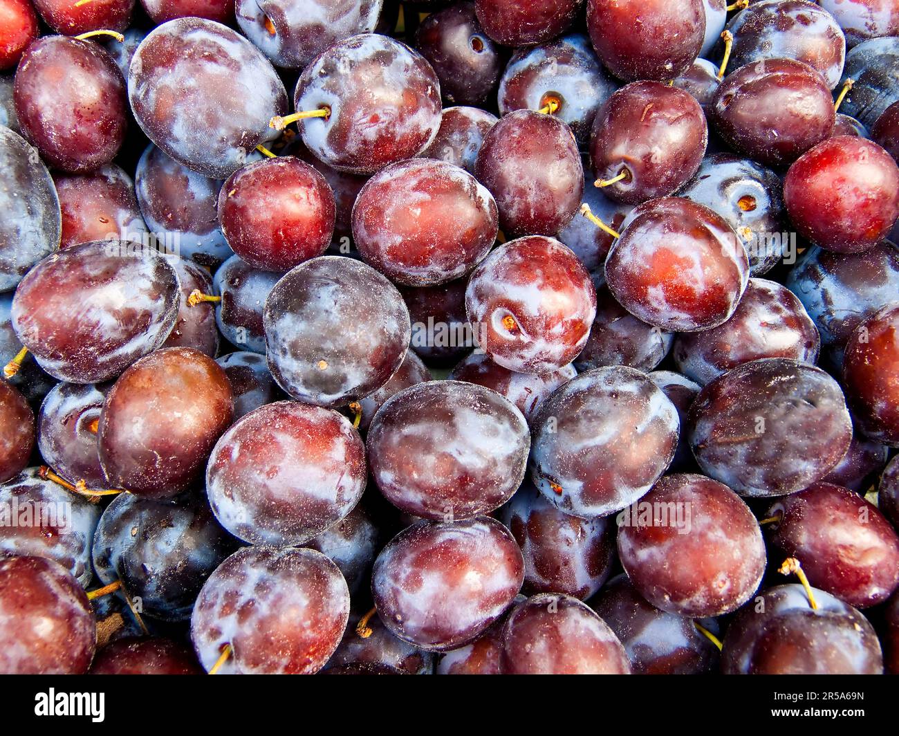 European plum (Prunus domestica), freshly picked plums Stock Photo