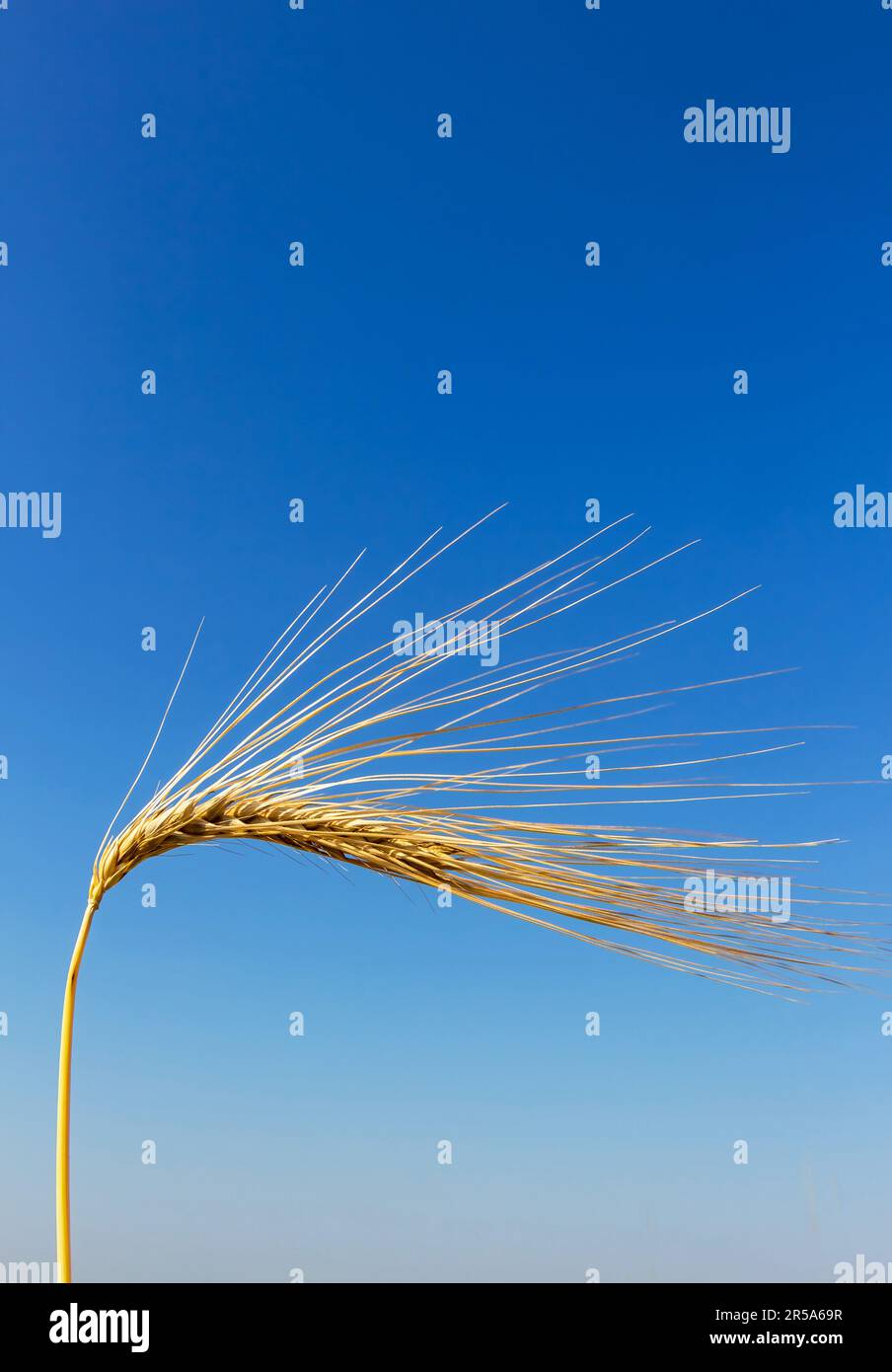 barley (Hordeum vulgare), single spike against blue sky, Austria Stock Photo