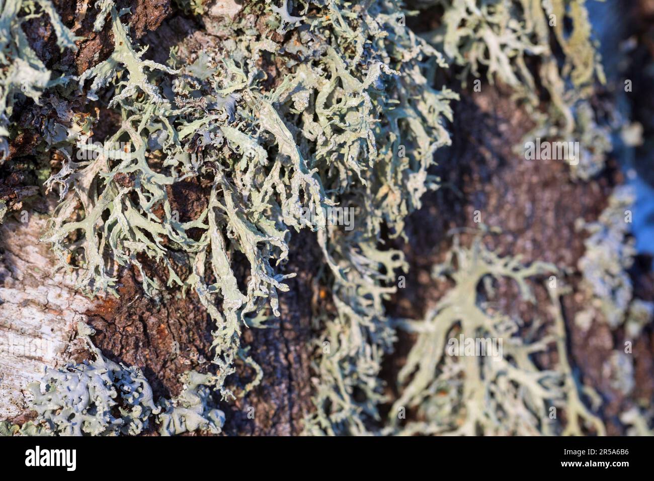 oakmoss (Evernia prunastri), at a birch trunk, Sweden Stock Photo