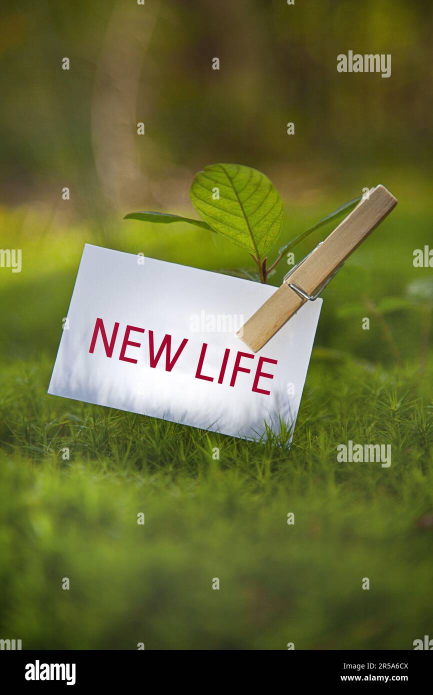 seedling on a meadow with piece of paper lettering New Life Stock Photo