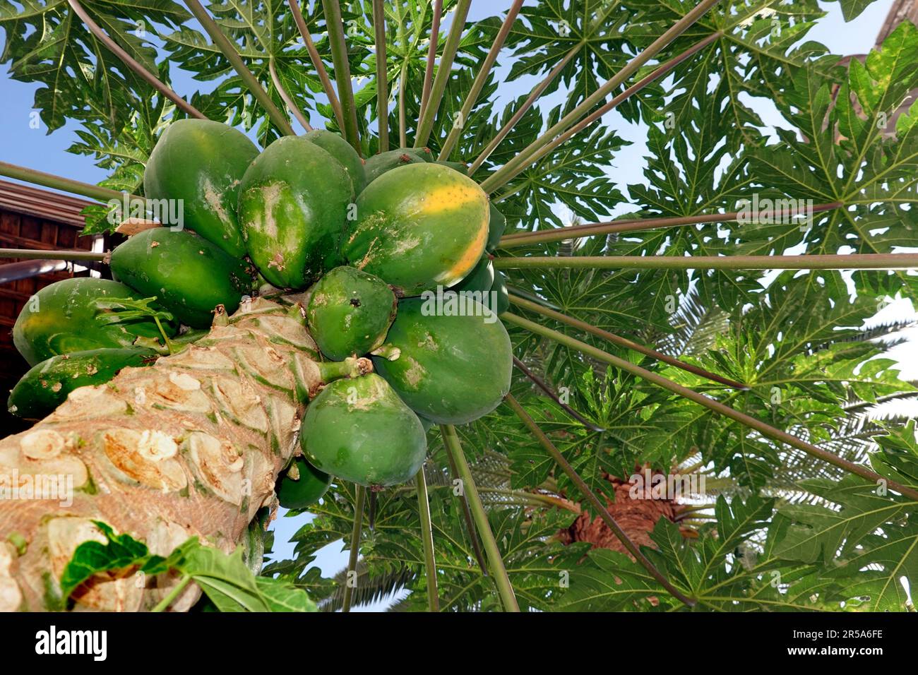 papaya, papaw, paw paw, mamao, tree melon (Carica papaya), papayas on a tree, Canary Islands, Gran Canaria, Las Palmas Stock Photo