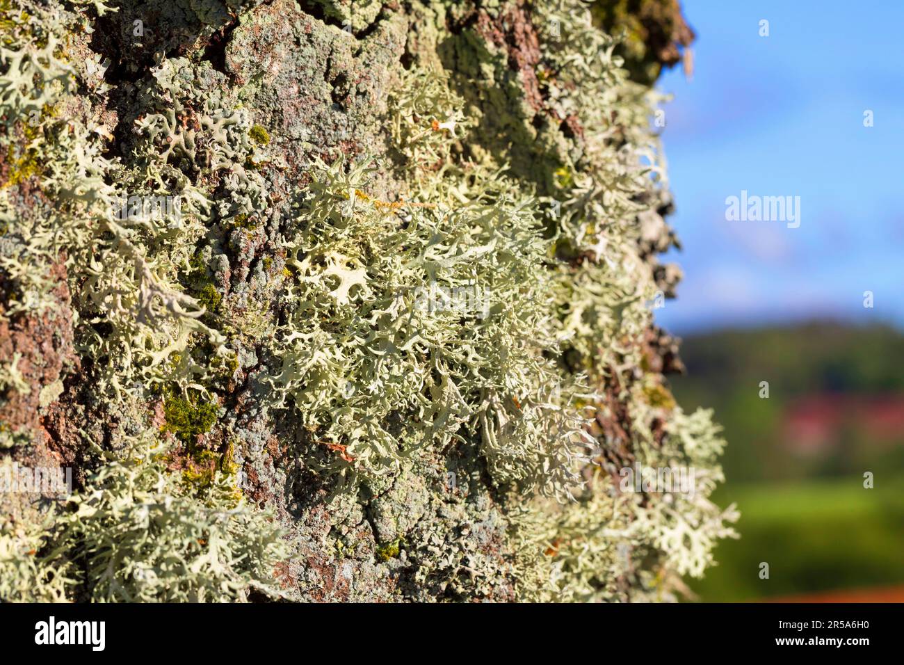 oakmoss (Evernia prunastri), at a birch trunk, Sweden Stock Photo